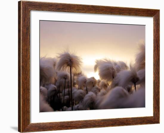 Cotton Grass Stands Tall in the Setting Sun in Kulusuk, Greenland-null-Framed Photographic Print