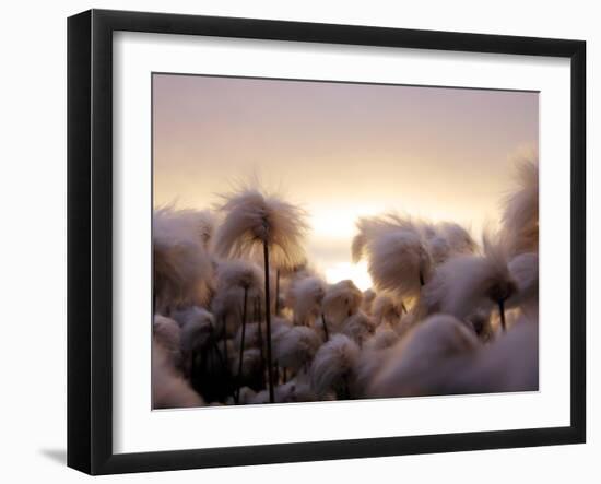 Cotton Grass Stands Tall in the Setting Sun in Kulusuk, Greenland-null-Framed Photographic Print