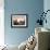 Cotton Grass Stands Tall in the Setting Sun in Kulusuk, Greenland-null-Framed Photographic Print displayed on a wall