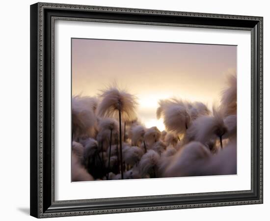 Cotton Grass Stands Tall in the Setting Sun in Kulusuk, Greenland-null-Framed Photographic Print