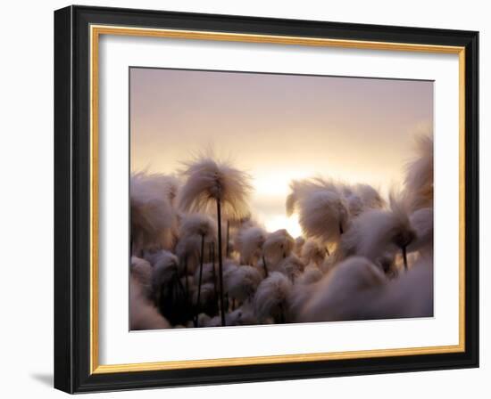 Cotton Grass Stands Tall in the Setting Sun in Kulusuk, Greenland-null-Framed Photographic Print