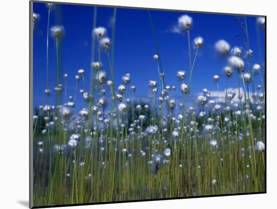 Cotton Grass, Susitna River, Alaska, USA-John Warburton-lee-Mounted Photographic Print