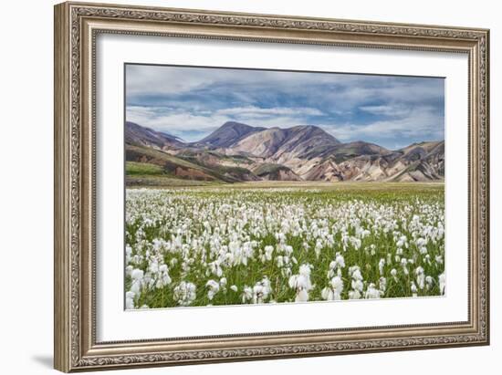 Cotton Grass-Michael Blanchette-Framed Photographic Print