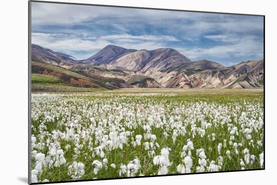 Cotton Grass-Michael Blanchette-Mounted Photographic Print