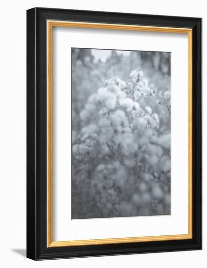 Cotton Hill Black and White-null-Framed Photographic Print