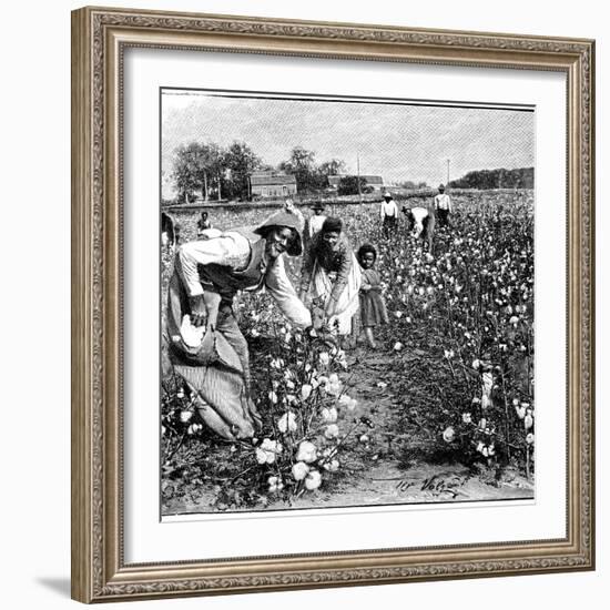 Cotton Industry, Early 20th Century-Science Photo Library-Framed Photographic Print