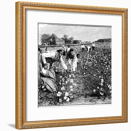 Cotton Industry, Early 20th Century-Science Photo Library-Framed Photographic Print