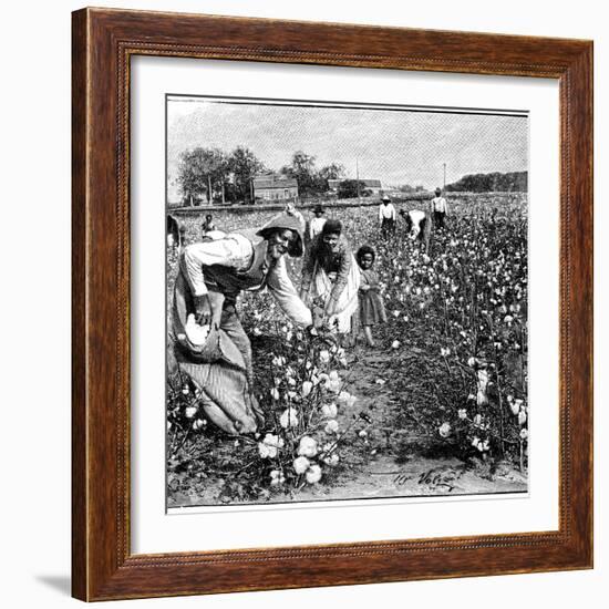 Cotton Industry, Early 20th Century-Science Photo Library-Framed Photographic Print