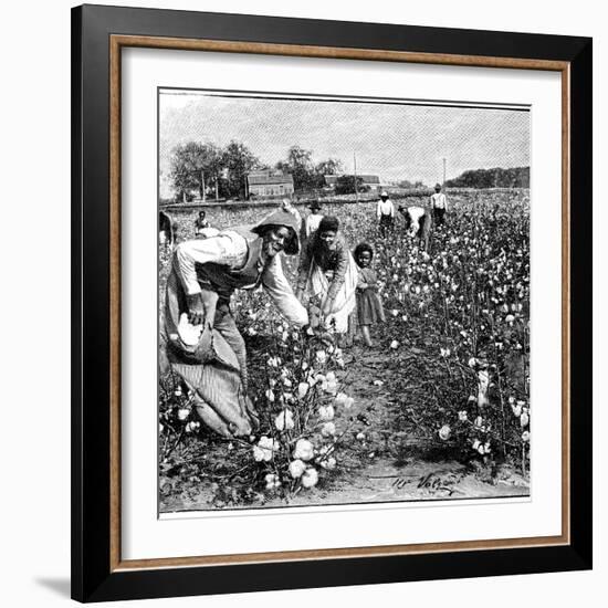 Cotton Industry, Early 20th Century-Science Photo Library-Framed Photographic Print