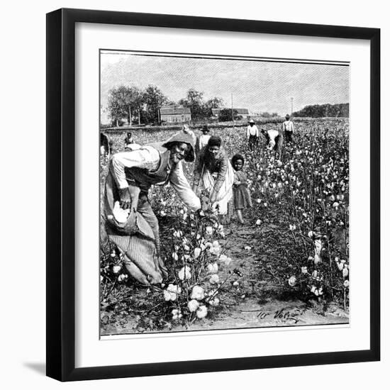 Cotton Industry, Early 20th Century-Science Photo Library-Framed Photographic Print