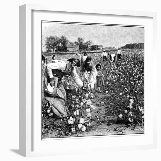 Cotton Industry, Early 20th Century-Science Photo Library-Framed Photographic Print