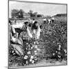 Cotton Industry, Early 20th Century-Science Photo Library-Mounted Photographic Print
