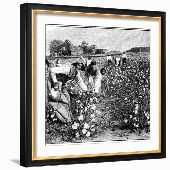 Cotton Industry, Early 20th Century-Science Photo Library-Framed Photographic Print