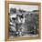 Cotton Industry, Early 20th Century-Science Photo Library-Framed Premier Image Canvas