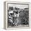 Cotton Industry, Early 20th Century-Science Photo Library-Framed Premier Image Canvas