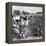 Cotton Industry, Early 20th Century-Science Photo Library-Framed Premier Image Canvas