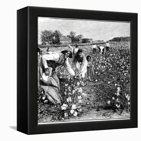 Cotton Industry, Early 20th Century-Science Photo Library-Framed Premier Image Canvas