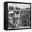 Cotton Industry, Early 20th Century-Science Photo Library-Framed Premier Image Canvas
