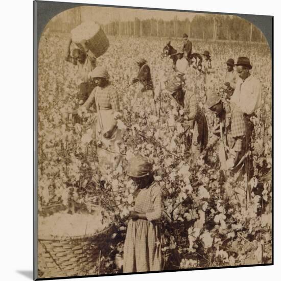 'Cotton is king - plantation scene with pickers at work. Georgia', c1900-Unknown-Mounted Photographic Print