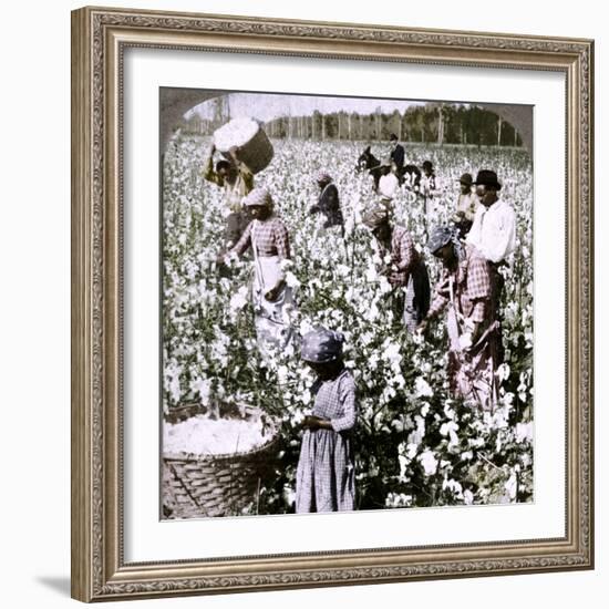 'Cotton is king - plantation scene with pickers at work. Georgia', c1900-Unknown-Framed Photographic Print