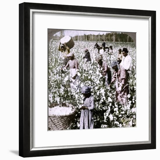 'Cotton is king - plantation scene with pickers at work. Georgia', c1900-Unknown-Framed Photographic Print