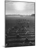 Cotton Pickers Working in the Fields-null-Mounted Photographic Print