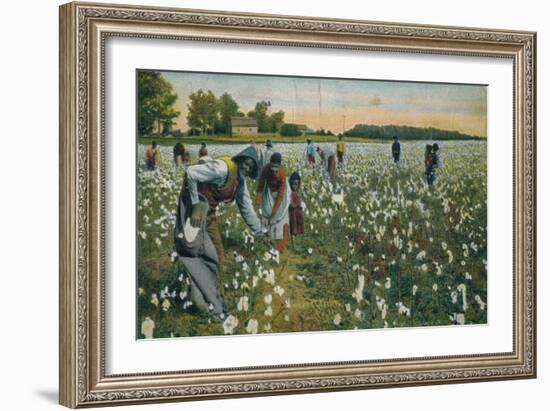 Cotton Picking, Augusta, Georgia, C1900-null-Framed Giclee Print