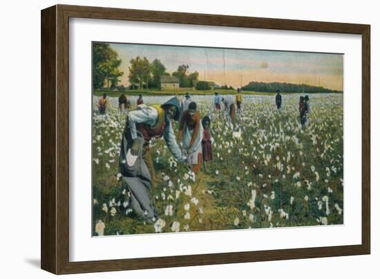 Cotton Picking, Augusta, Georgia, C1900-null-Framed Giclee Print