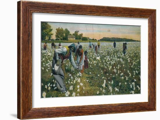 Cotton Picking, Augusta, Georgia, C1900-null-Framed Giclee Print