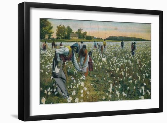 Cotton Picking, Augusta, Georgia, C1900-null-Framed Giclee Print