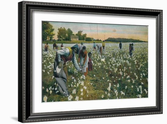 Cotton Picking, Augusta, Georgia, C1900-null-Framed Giclee Print