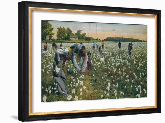 Cotton Picking, Augusta, Georgia, C1900-null-Framed Giclee Print