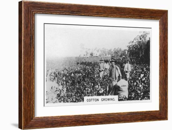 Cotton Picking, Australia, 1928-null-Framed Giclee Print