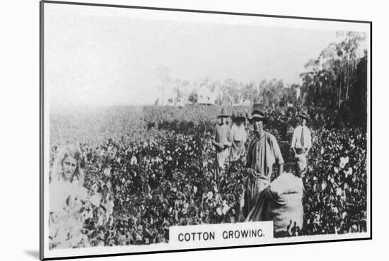 Cotton Picking, Australia, 1928-null-Mounted Giclee Print