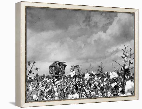 Cotton Picking Machine Doing the Work of 25 Field Hands on Large Farm in the South-Margaret Bourke-White-Framed Premier Image Canvas