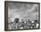 Cotton Picking Machine Doing the Work of 25 Field Hands on Large Farm in the South-Margaret Bourke-White-Framed Premier Image Canvas