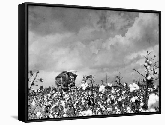 Cotton Picking Machine Doing the Work of 25 Field Hands on Large Farm in the South-Margaret Bourke-White-Framed Premier Image Canvas