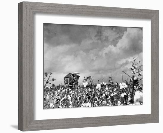 Cotton Picking Machine Doing the Work of 25 Field Hands on Large Farm in the South-Margaret Bourke-White-Framed Premium Photographic Print