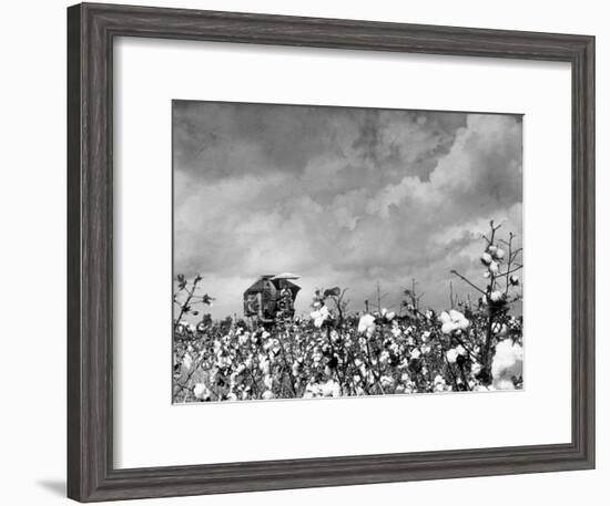 Cotton Picking Machine Doing the Work of 25 Field Hands on Large Farm in the South-Margaret Bourke-White-Framed Premium Photographic Print