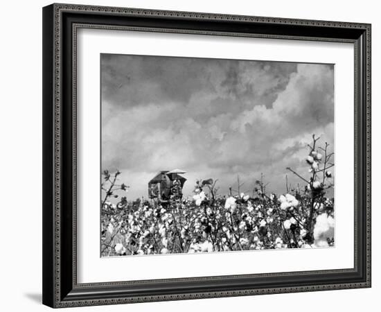 Cotton Picking Machine Doing the Work of 25 Field Hands on Large Farm in the South-Margaret Bourke-White-Framed Premium Photographic Print