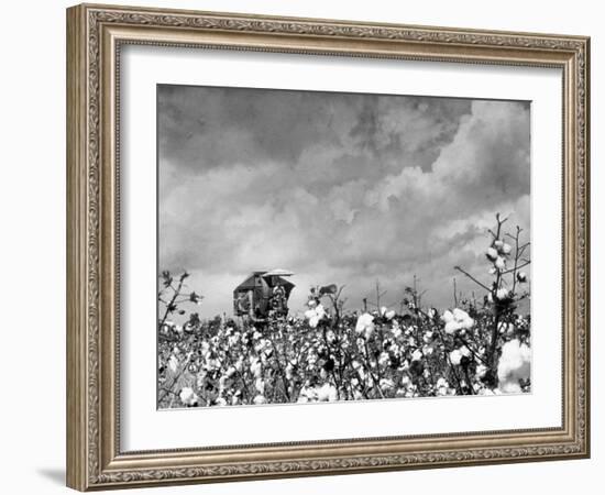 Cotton Picking Machine Doing the Work of 25 Field Hands on Large Farm in the South-Margaret Bourke-White-Framed Photographic Print