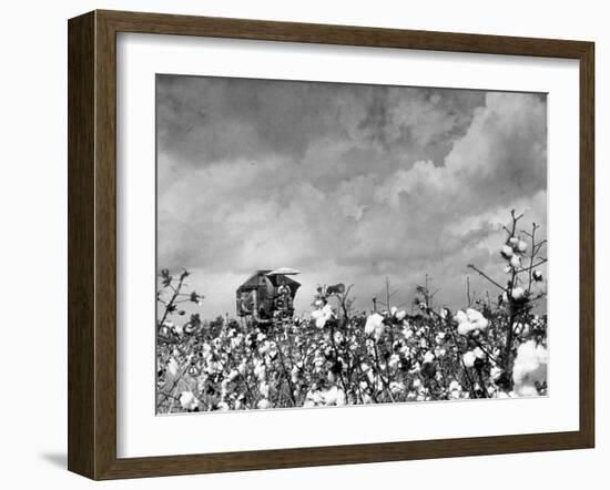 Cotton Picking Machine Doing the Work of 25 Field Hands on Large Farm in the South-Margaret Bourke-White-Framed Photographic Print