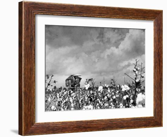 Cotton Picking Machine Doing the Work of 25 Field Hands on Large Farm in the South-Margaret Bourke-White-Framed Photographic Print