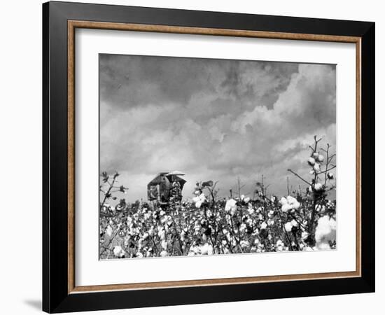 Cotton Picking Machine Doing the Work of 25 Field Hands on Large Farm in the South-Margaret Bourke-White-Framed Photographic Print