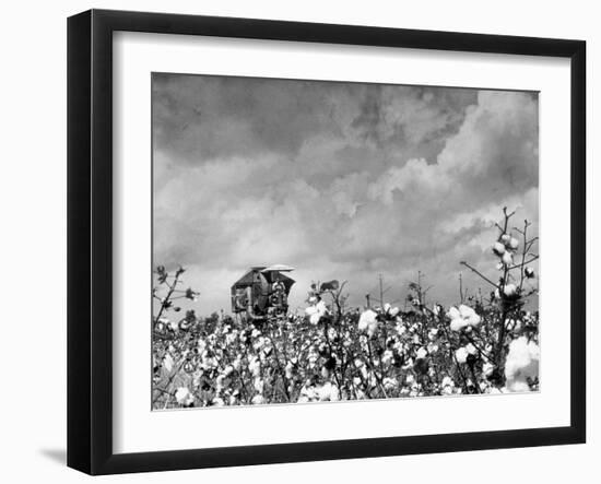 Cotton Picking Machine Doing the Work of 25 Field Hands on Large Farm in the South-Margaret Bourke-White-Framed Photographic Print