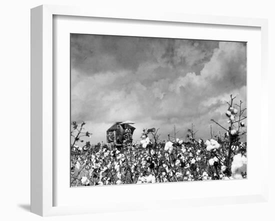 Cotton Picking Machine Doing the Work of 25 Field Hands on Large Farm in the South-Margaret Bourke-White-Framed Photographic Print