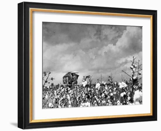 Cotton Picking Machine Doing the Work of 25 Field Hands on Large Farm in the South-Margaret Bourke-White-Framed Photographic Print