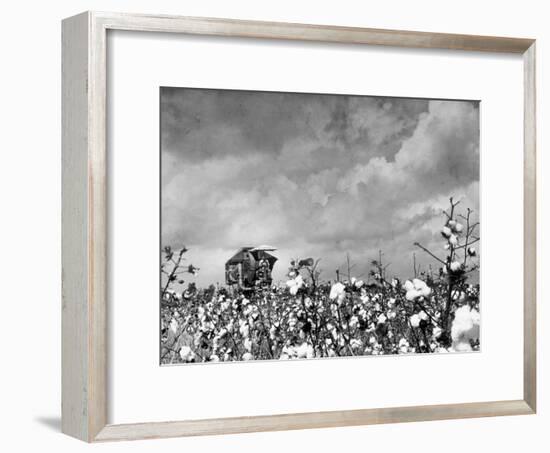 Cotton Picking Machine Doing the Work of 25 Field Hands on Large Farm in the South-Margaret Bourke-White-Framed Photographic Print