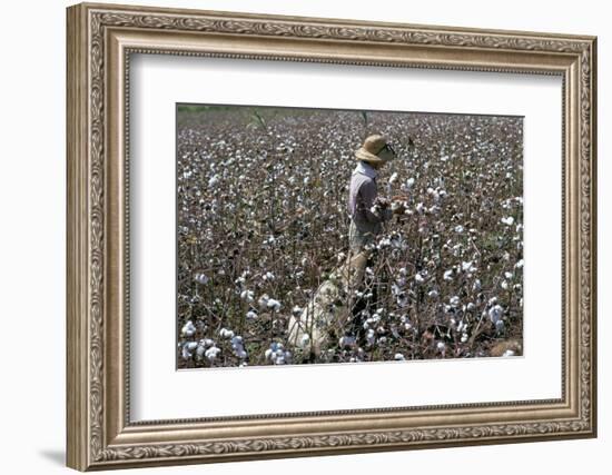 Cotton Picking, Sao Paolo State, Brazil, South America-Walter Rawlings-Framed Photographic Print