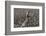 Cotton Picking, Sao Paolo State, Brazil, South America-Walter Rawlings-Framed Photographic Print